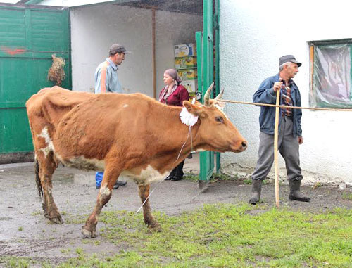В рамках социального проекта "От сердца к сердцу" 30 многодетных семей, проживающих в селах, получили в подарок по одной корове. Северная Осетия, май 2014 г. Фото Эммы Марзоевой для "Кавказского узла"
