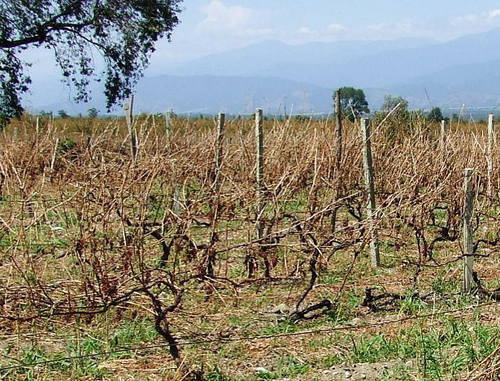 Виноградник, поврежденный градом. Грузия, 2012 г. Фото Эдиты Бадасян для "Кавказского узла"
