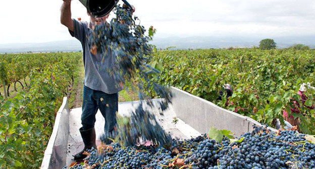 Сбор винограда. Грузия. Фото предоставлено Национальным агентством вина https://www.facebook.com/Wines.of.Georgia/photos_stream?tab=photos_albums