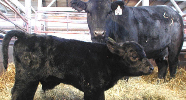 Коровы в одном из животноводческих хозяйств Волгоградской области. Фото: официальный портал губернатора и администрации Волгоградской области http://www.volganet.ru/