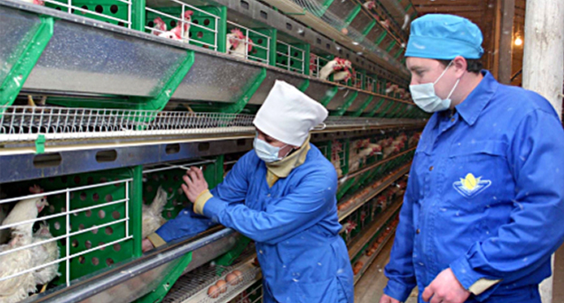 Реконструкция и модернизация птицеводческого комплекса птицезавода "Лабинский". Фото: http://invest-labinsk.ru/content/section/62/detail/484/labinvest@mail.ru