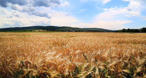 Пшеничные поля. Фото: http://www.ingushetia.ru/photo/archives/g194f008.shtml