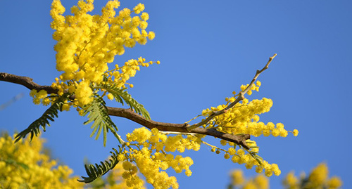 Цветущая мимоза в феврале. Фото Светланы Кравченко для "Кавказского узла"