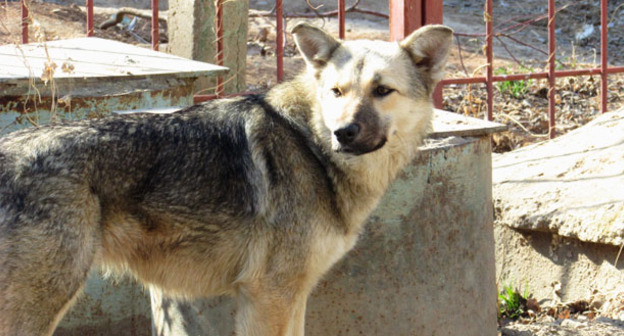 Бездомная собака, живущая в микрорайоне на улице Звездная, Астрахань. Март 2015 г. Фото Вячеслава Ященко для "Кавказского узла"