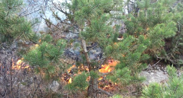 Пожар в лесу. Фото http://dagstudent.ru/