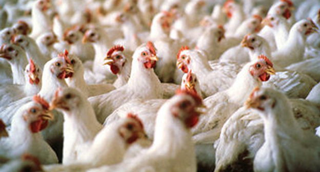 Куры на птицеводческой фабрике. Фото: http://novosti.az/economic/20141013/301041226.html