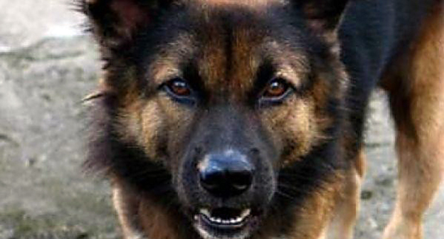 Дворовая собака. Фото: http://bloknot-volgograd.ru/news/v-volgograde-dvorovaya-sobaka-pokusala-4-letnego-r-590150?sphrase_id=69865