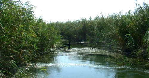 Лиман. Краснодарский край. Фото Экологическая вахта по Северному Кавказу http://www.ewnc.org/