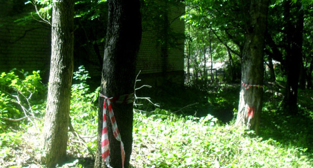 Таманский лес. Деревья в Таманском лесу, помеченные под вырубку для прокладки теплотрассы для строящегося перинатального центра. Ставрополь, июнь 2015 г. Фото Вячеслава Маркина для "Кавказского узла"