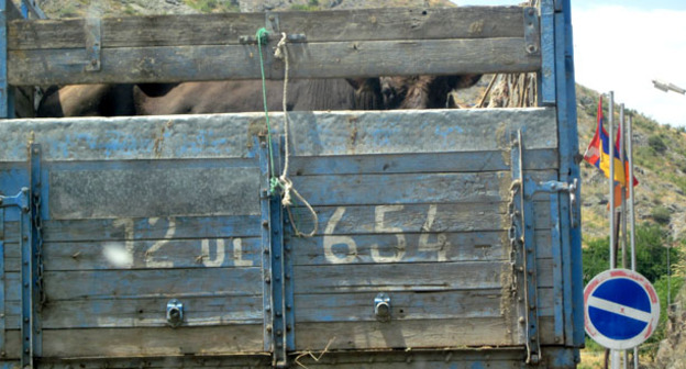 Перевозка крупного рогата скота. Нагорный Карабах, июль 2015 г. Фото Алвард Григорян для "Кавказского узла"
