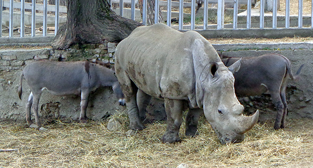 Пережившие наводнение в июне 2015 года животные тбилисского зоопарка. Фото Инны Кукуджановой для "Кавказского узла"