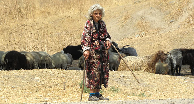  Случаи болезни оспы у мелкого рогатого скота не обнаружено, однако прививки для поднятия иммунитета проходят все домашние животные. Фото Алвард Григорян для "Кавказского узла"