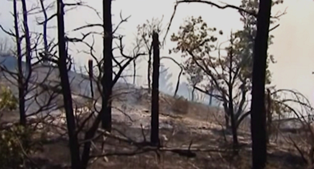 Обугленные деревья в лесу под Геленджиком после пожара. Фото: www.youtube.com/watch?v=laAcQl0gzn0