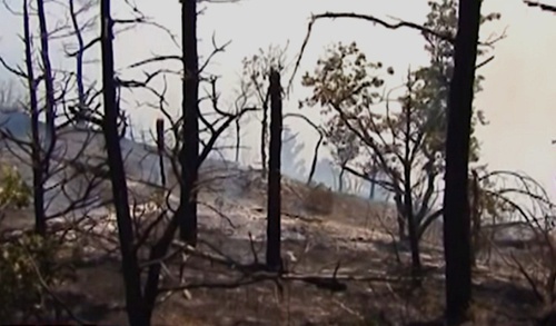Обугленные деревья в лесу под Геленджиком после пожара. Фото: www.youtube.com/watch?v=laAcQl0gzn0