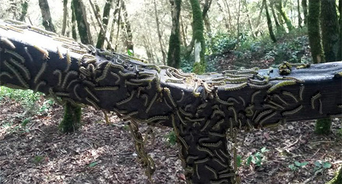 Самшитовая огневка. Фото: http://gorodskoyportal.ru/sochi/news/news/8044902/