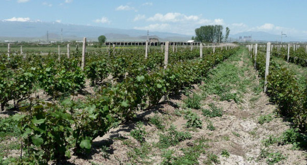 Виноградник. Армения. Фото Армине Мартиросян для "Кавказского узла"