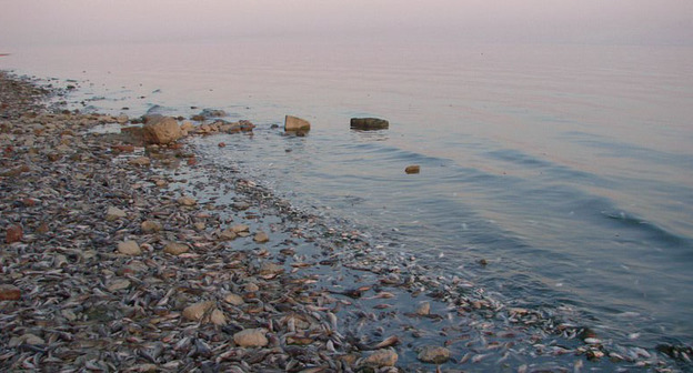 Выброс рыбы на берег под Таганрогом. Август 2015 г. Фото: Евгений Королев http://mytaganrog.com/