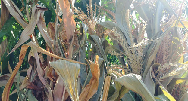 Погибшие всходы кукурузы. Фото Магомеда Магомедова для