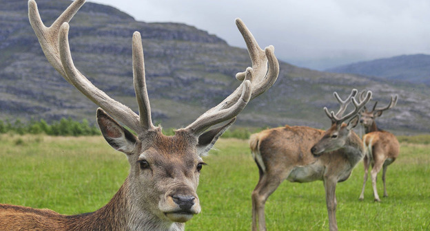 Благородный олень. Фото: Mehmet Karatay https://ru.wikipedia.org