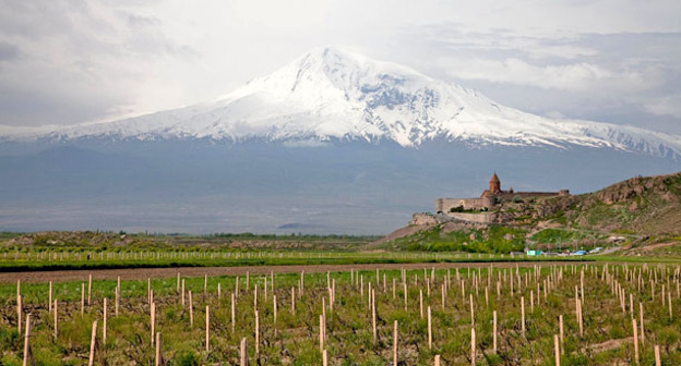 Виноградники в Араратской равнине. Армения. Фото: Maks Karochkin https://ru.wikipedia.org 