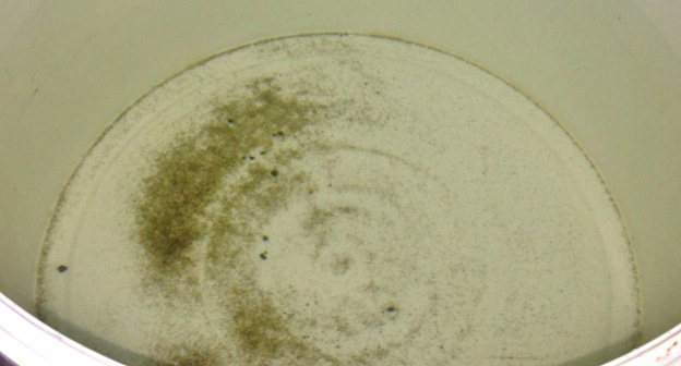 Песочный осадок в питьевой воде. Фото Магомеда Магомедова для "Кавказского узла"