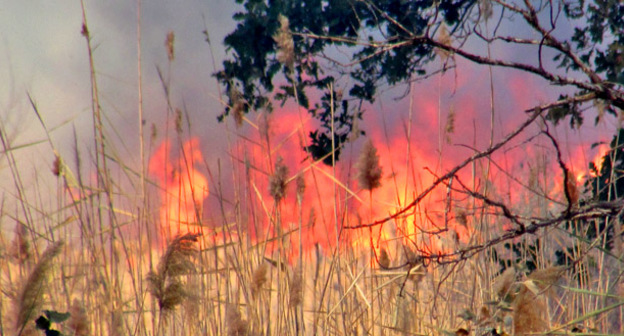 Около хутора Клетский в Волгоградской области произошел лесной пожар. 16 октября 2015 г. Фото Вячеслава Ященко для "Кавказского узла"