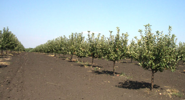 Яблоневый сад. Фото http://8772.ru/novosti-maykopa/vlast/aslan-thakushinov-posetil-predprijatie-z.html