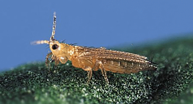 Западный цветочный трипс. Фото: www.fgu-radiovetlab.ru