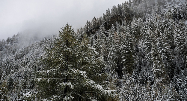 Высокогорный лес. Фото: © Sputnik. Александр Вильф, http://sputnik-abkhazia.ru/Abkhazia/20160224/1017303618.html