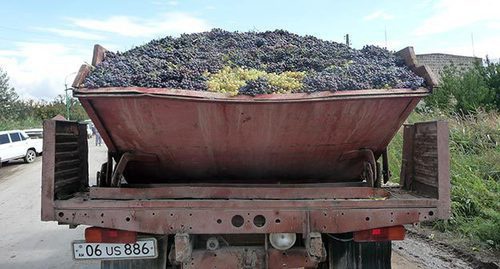 Урожай винограда. Кахцрашенский район Армении. Октябрь 2015 г. Фото Армине Мартиросян для "Кавказского узла"