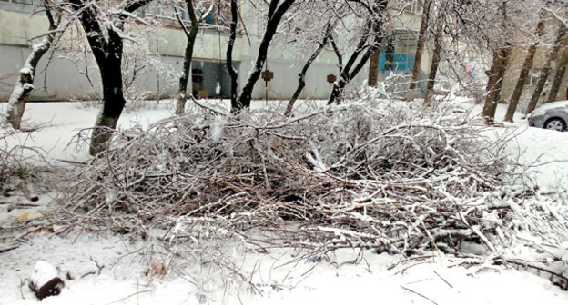 Поломанные ветки деревьев. Фото Олега Пчелова для "Кавказского узла"
