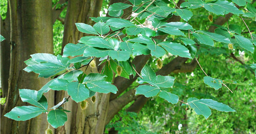 Бук. Фото: Drahkrub https://ru.wikipedia.org/