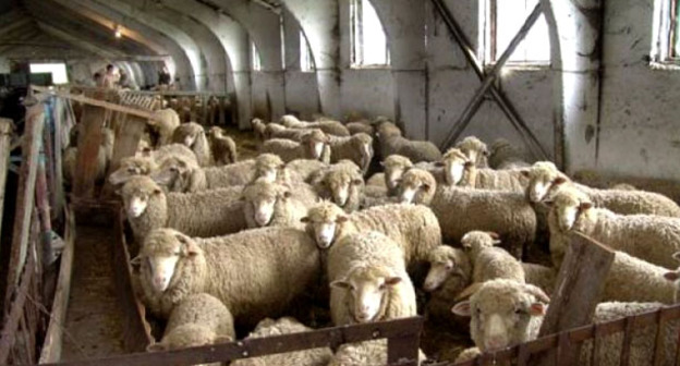 Фермерское хозяйство. Дагестан. Фото http://www.riadagestan.ru/