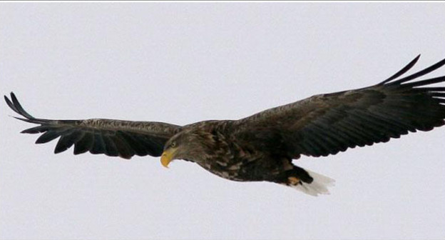 Орлан-белохвост. Фото: http://rrrcn.ru/ru/keyspecies/h_alb