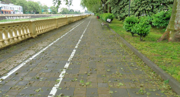 Платановая аллея в сквере на улице Конституции стала терять листву в мае месяце. Фото Светланы Кравченко для "Кавказского узла"