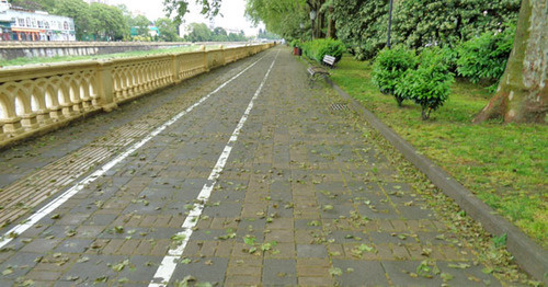 Платановая аллея в сквере на улице Конституции стала терять листву в мае месяце. Фото Светланы Кравченко для "Кавказского узла"