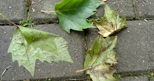 Опавшие листья платана. Сочи, май 2016 г. Фото Светланы Кравченко для "Кавказского узла"