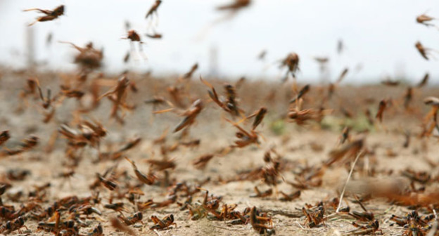 Саранча. Фото http://www.riadagestan.ru/