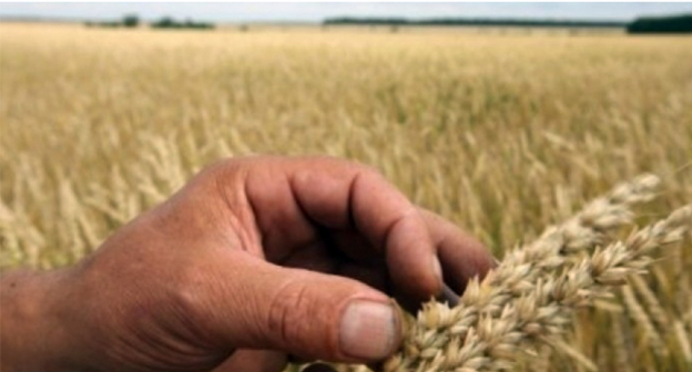 Колос пшеницы. Фото: http://dosug.md/ru/news/129544/