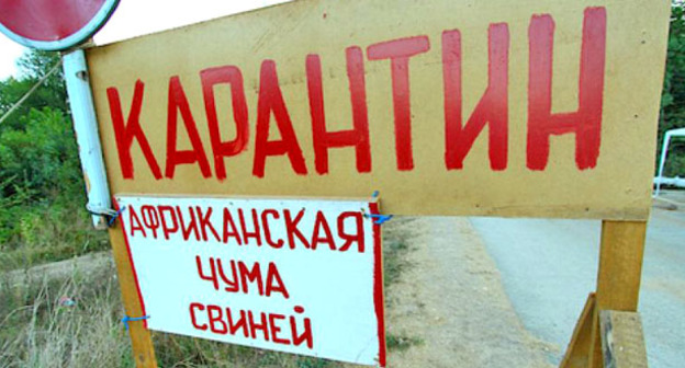 Карантин по африканской чуме свиней. Фото: Юрий Гречко / Югополис. 