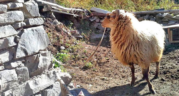 Жертвенное животное. Фото Патимат Махмудовой для "Кавказского узла"