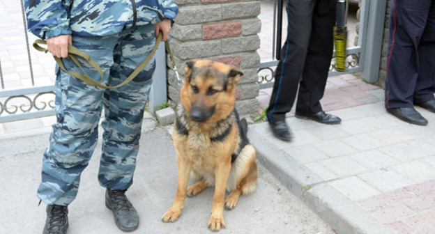 Сотрудник полиции с собакой возле ворот Северо-Кавказского военного суда. Фото Олега Пчелова для "Кавказского узла"