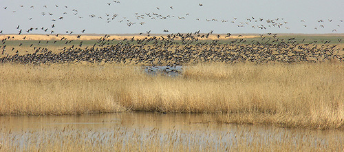 участок заповедника "Дагестанский" «КИЗЛЯРСКИЙ ЗАЛИВ». Фото: Джамирзоев Г.С. http://www.dagzapoved.ru/sites/default/files/kizlyar_photo2.jpg