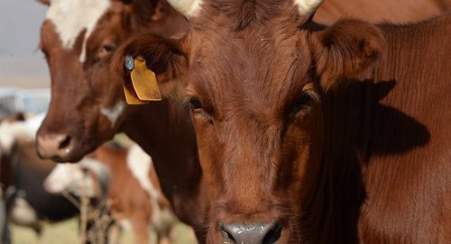 Крупный рогатый скот. Фото © Sputnik/ Саид Царнаев
 http://sputnik-georgia.ru/economy/20161227/234362983/V-Gruzii-privili-200-tys-golov-krupnogo-rogatogo-skota.html