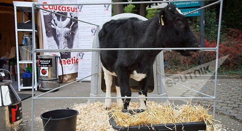 Корова в минизагоне. Фото © Sputnik / Alexander Imedashvili
http://sputnik-georgia.ru/russia/20161227/234359737/Rossija-zapretila-vvoz-iz-Gruzii-krupnogo-rogatogo-skota.html