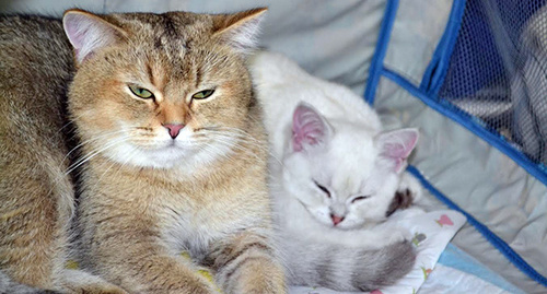 Кошки-участницы выставки. Фото Светланы Кравченко для "Кавказского узла"