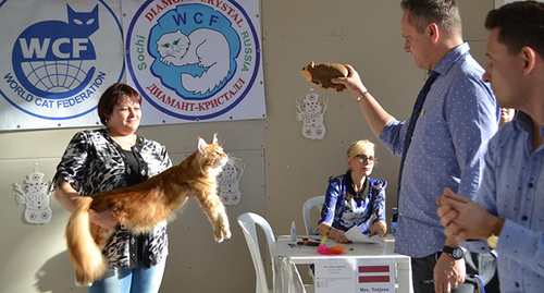 Кошки-участницы выставки. Фото Светланы Кравченко для "Кавказского узла"