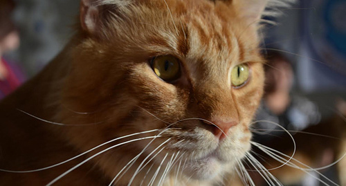 Кошки-участницы выставки. Фото Светланы Кравченко для "Кавказского узла"