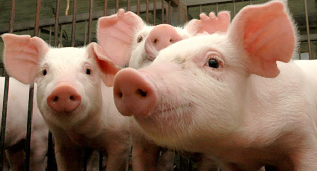 Свиньи. Фото http://saroblnews.ru/news-archive/i61989-achs-karantin-otmenen-v-trex-selax-saratovs