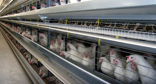 Птицеферма. Фото https://ru.armeniasputnik.am